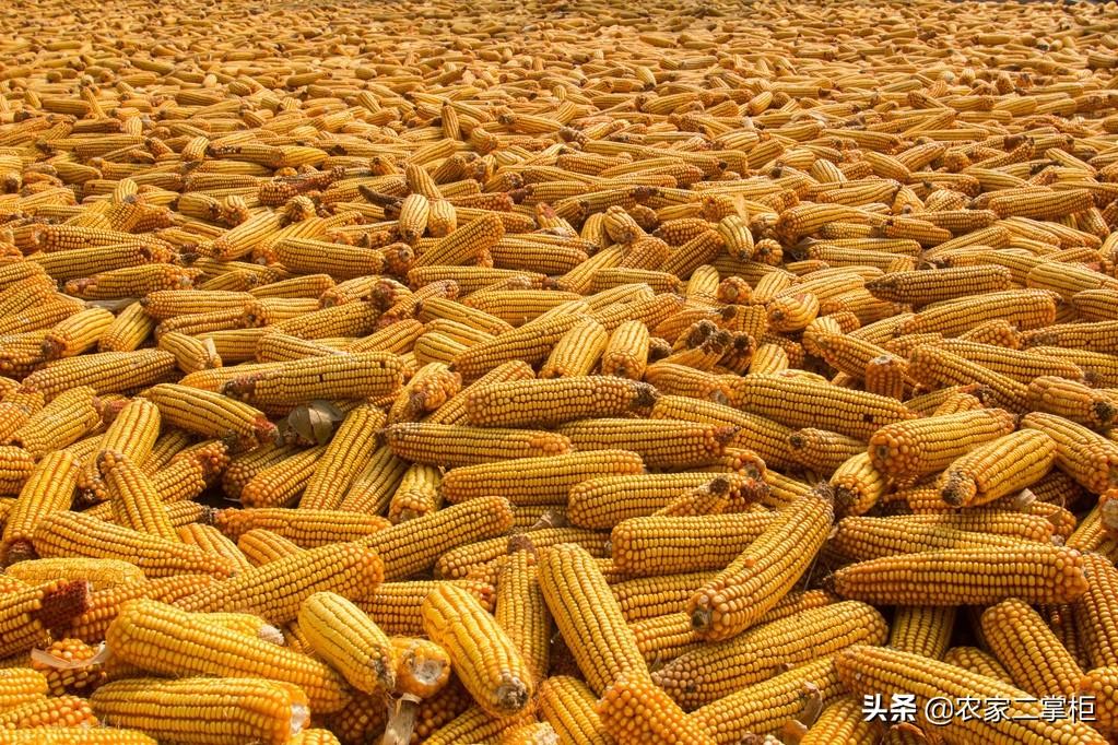 河南玉米今日价格及市场走势分析